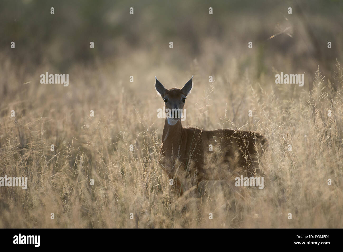 A young Nilgai or Blue Bull (Boselaphus tragocamelus) against the rising sun on a winter morning at Tal Chapar Wildlife Sanctuary, Rajasthan, India Stock Photo