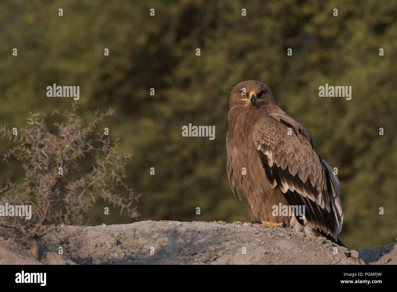 Portrait of a young Steppe Eagle on a winter morning at Tal Chhapar Wildlife Sanctuary, Rajasthan, India Stock Photo