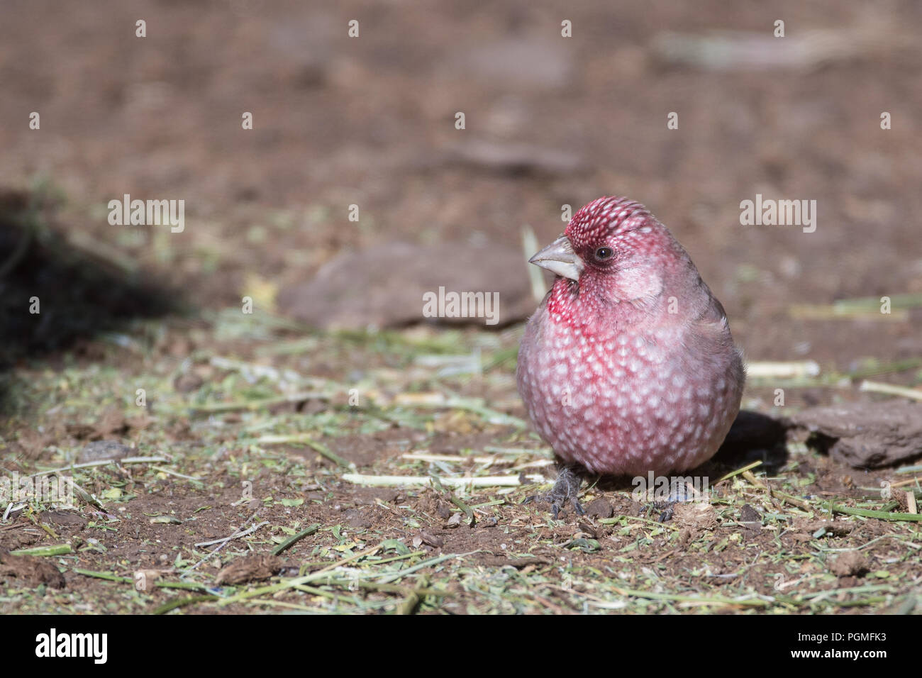 A Great Rosefinch feeding on the ground in a cowshed in Ladakh in winter Stock Photo