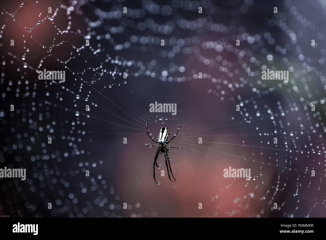 Spider in centre of spiderweb covered in rain droplets Stock Photo