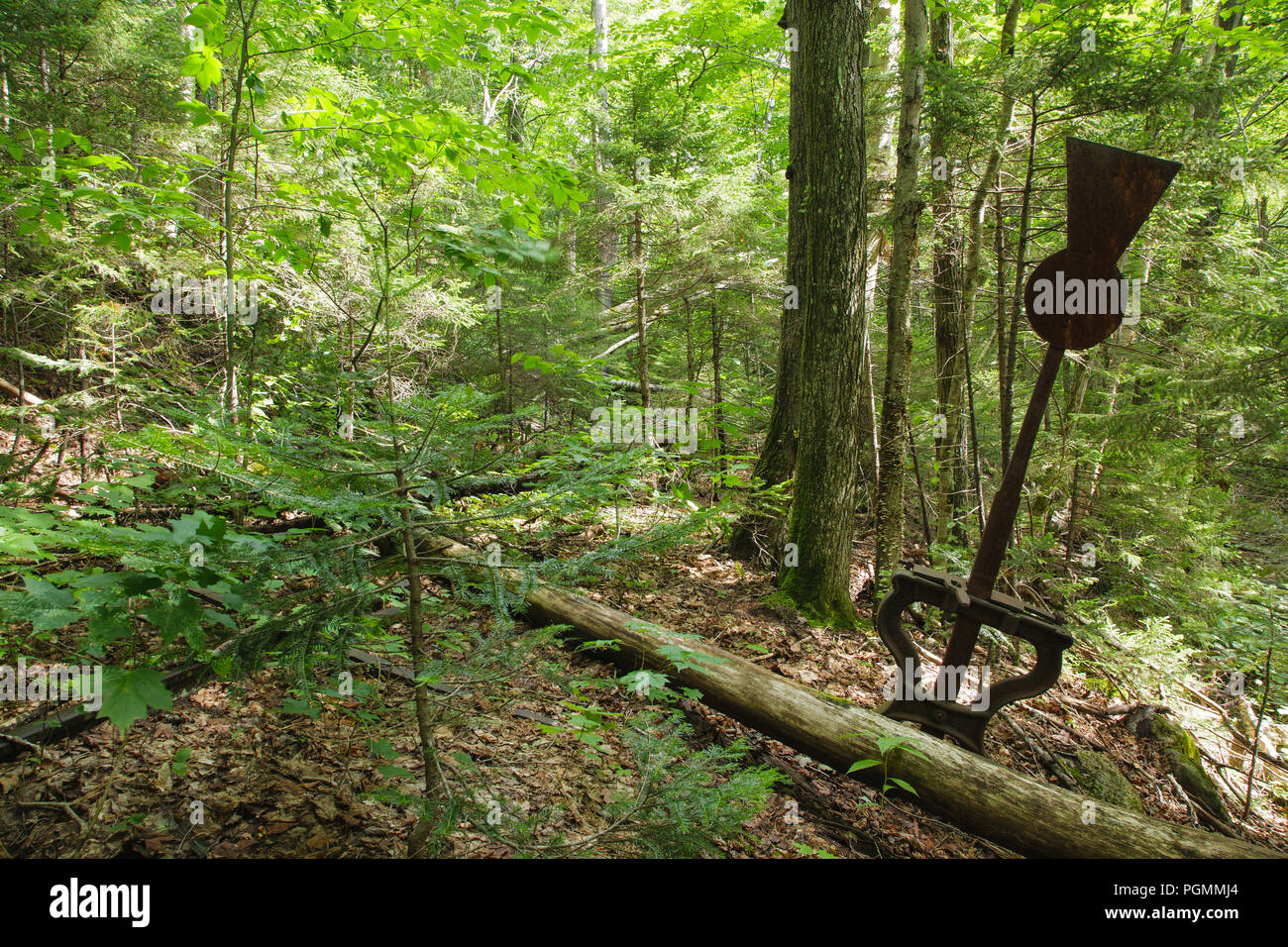 A harp switch stand along an abandoned spur line of the East Branch