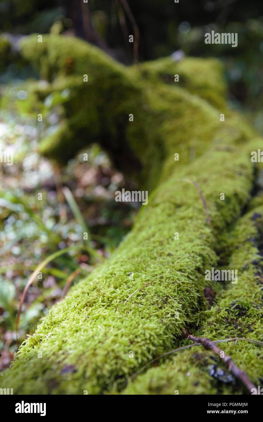 Mossy trunk fallen in the forest lighted from a ray of sun, close up Stock Photo