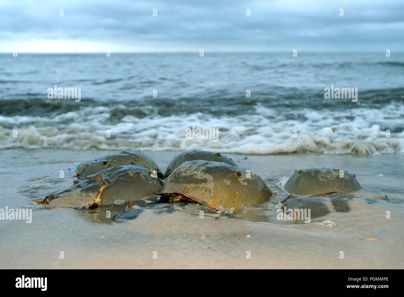 Atlantic horseshoe crabs (Limulus polyphemus) spawning at beach