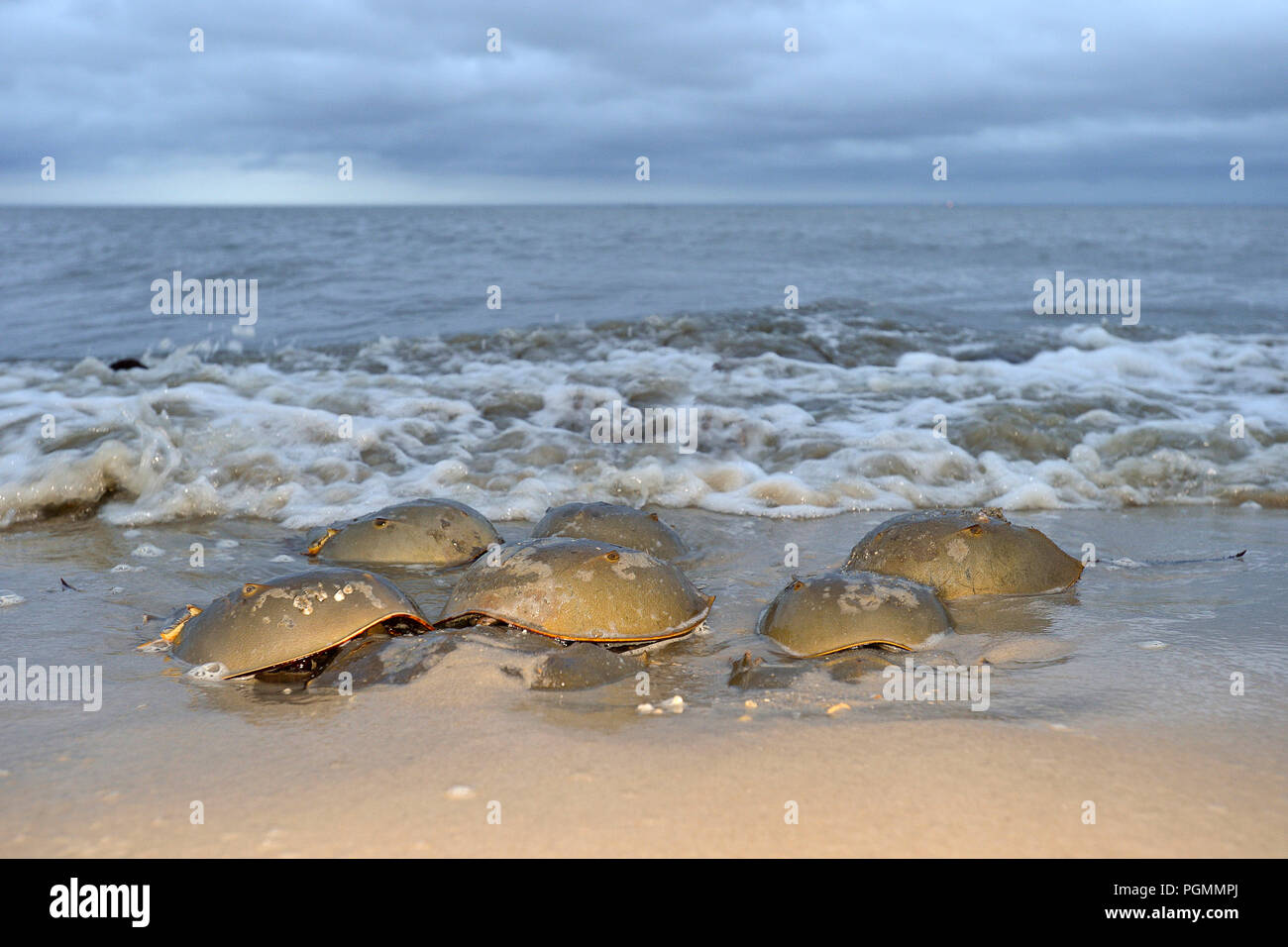 Atlantic horseshoe crabs (Limulus polyphemus) spawning at beach