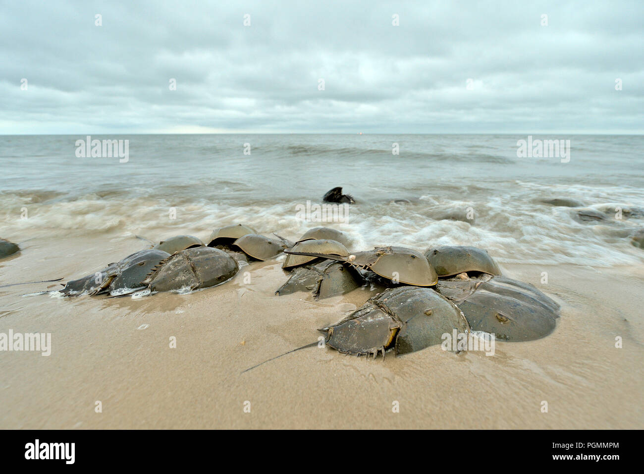 Atlantic horseshoe crabs (Limulus polyphemus) spawning at beach