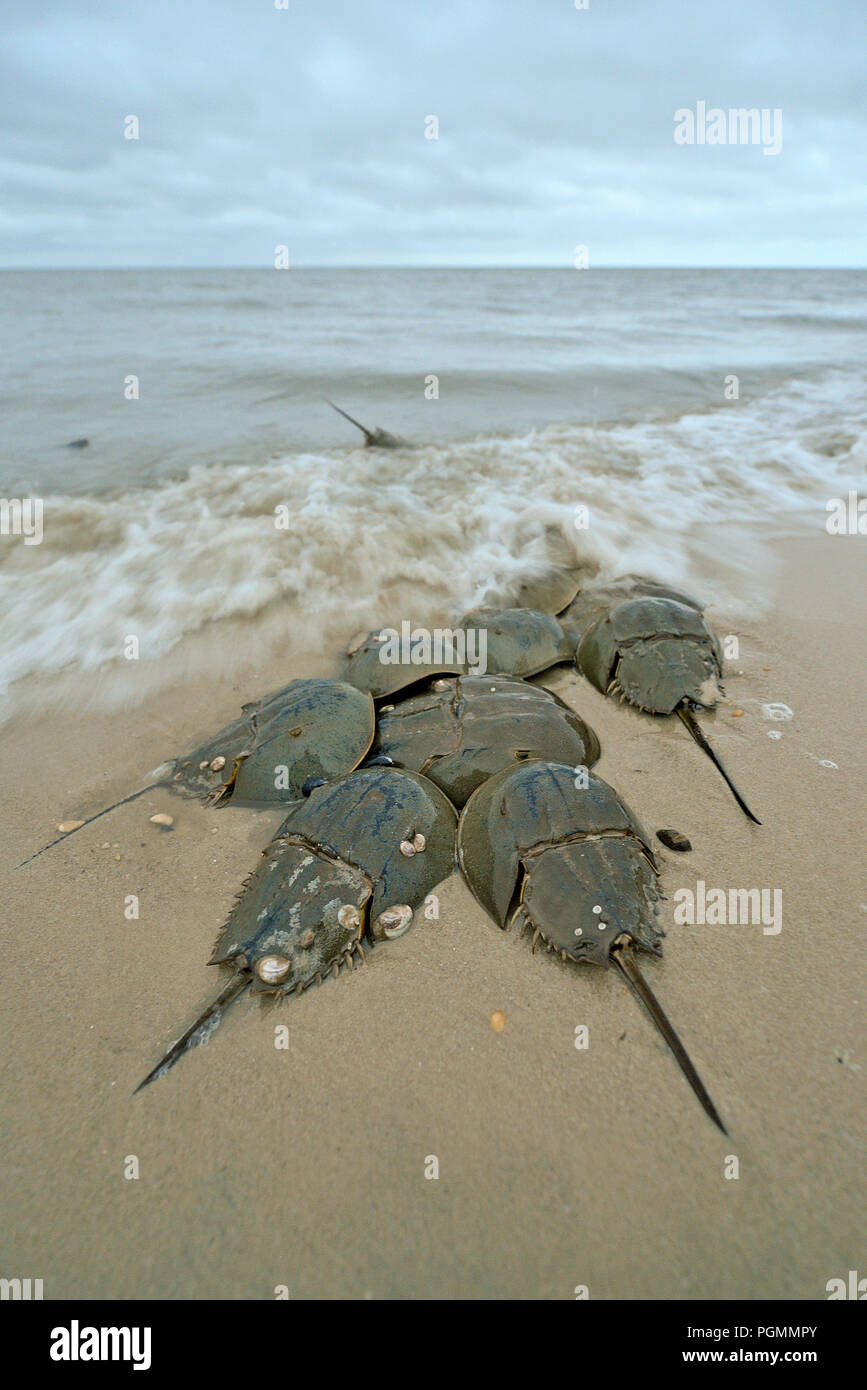 Atlantic horseshoe crabs (Limulus polyphemus) spawning at beach