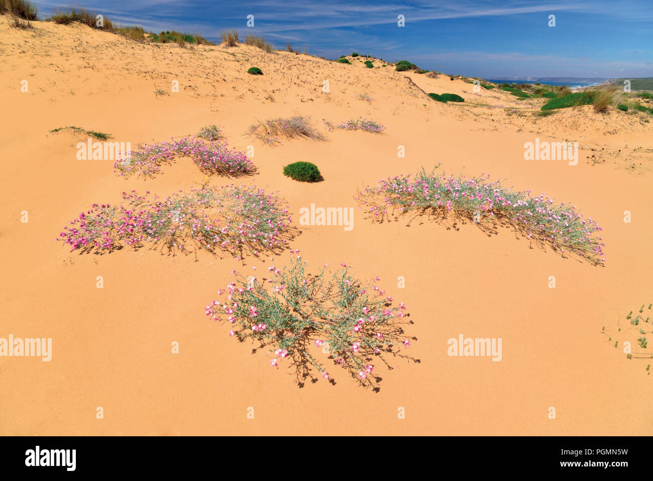 Sand dunes with little pink flowers growing in the sand Stock Photo