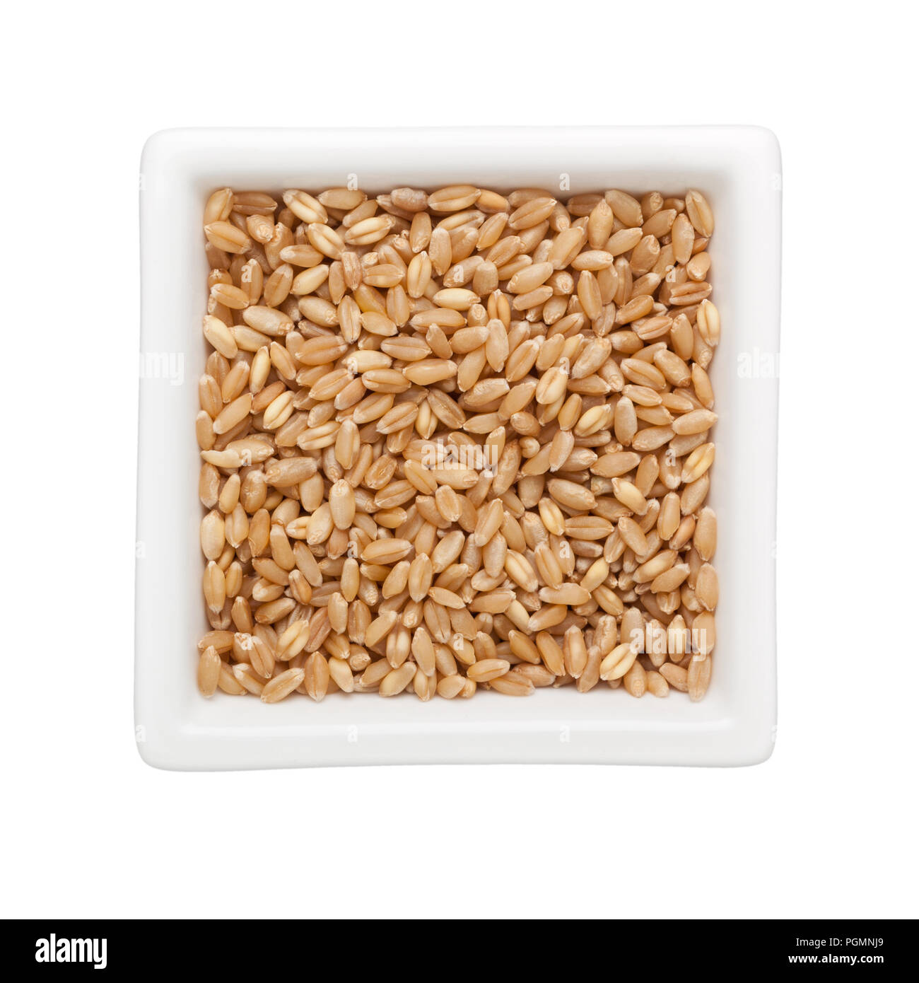 Wheat grain in a square bowl isolated on white background Stock Photo