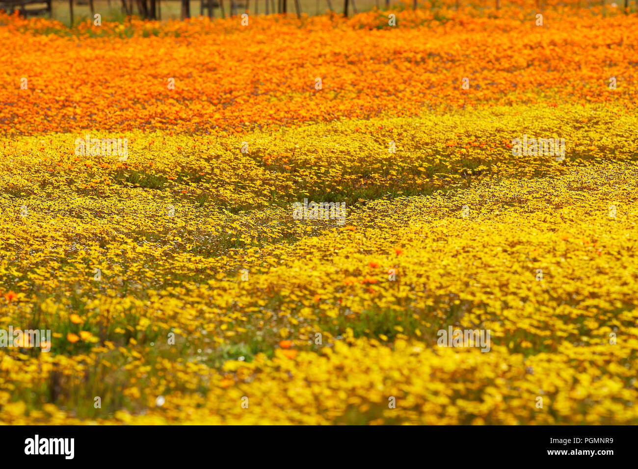 Ground cover daisies hires stock photography and images Alamy