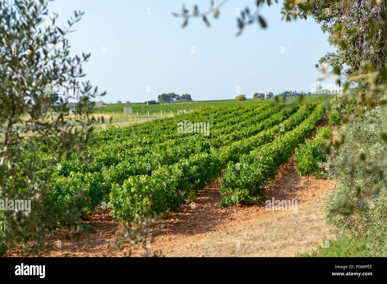 Landscape with ripe white wine grapes plants on vineyard in France