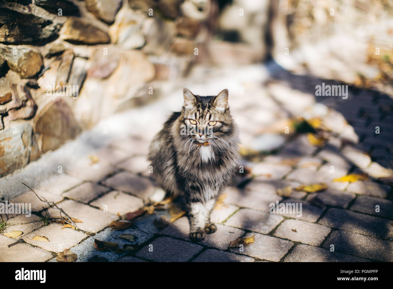 Furry cat sitting on the rocky road of a Spanish Old Town Stock Photo