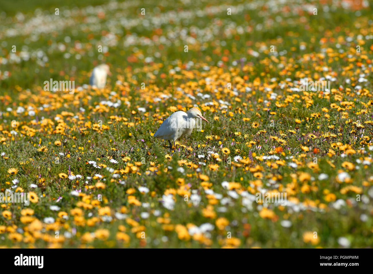 Cattle Egret in Spring Flowers in West Coast National Park Stock Photo
