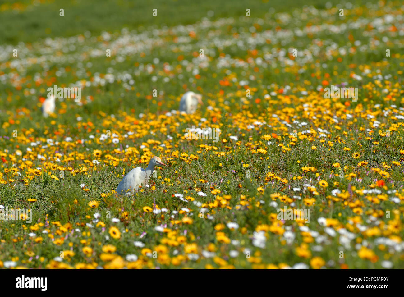 Cattle Egret in Spring Flowers in West Coast National Park Stock Photo