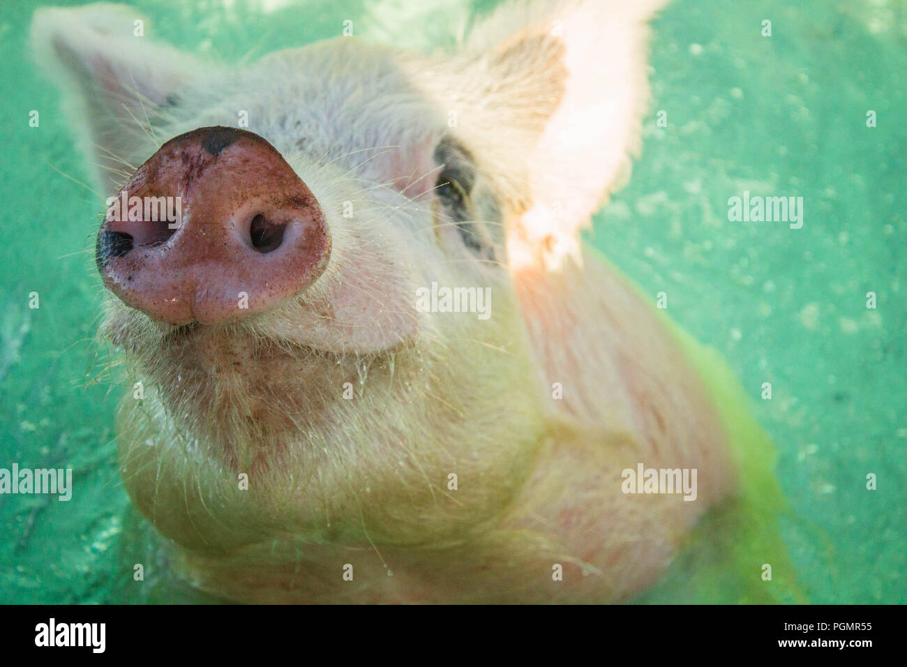 Pig begging for snacks, Pig Island, Bahamas Stock Photo