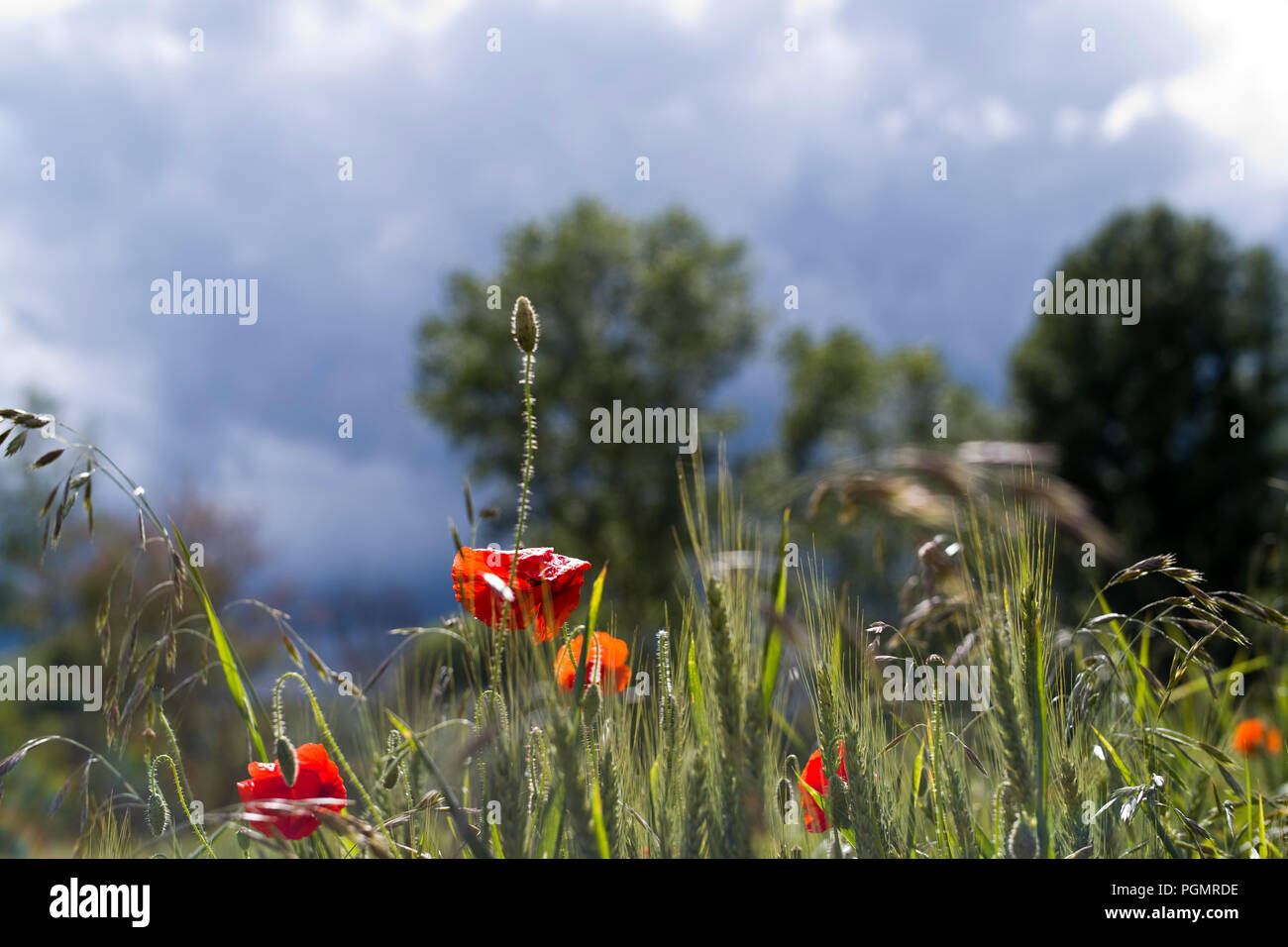Poppies and other weeds growing in farmland in Lexos, part of the commune of Varen, Tarn et Garonne, Occitanie, France, Europe Stock Photo