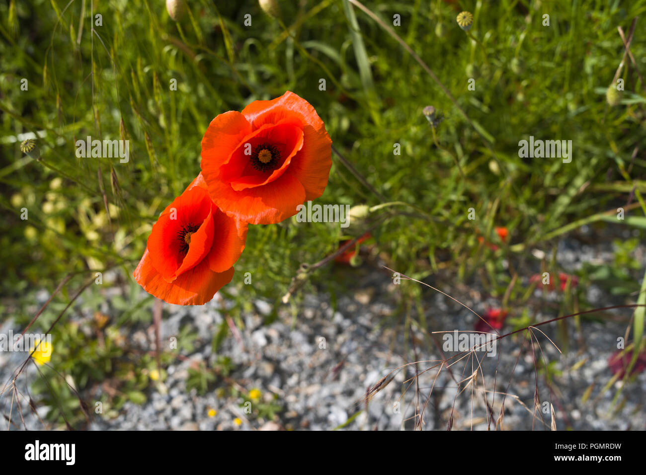 Poppies Fields France High Resolution Stock Photography and Images - Alamy