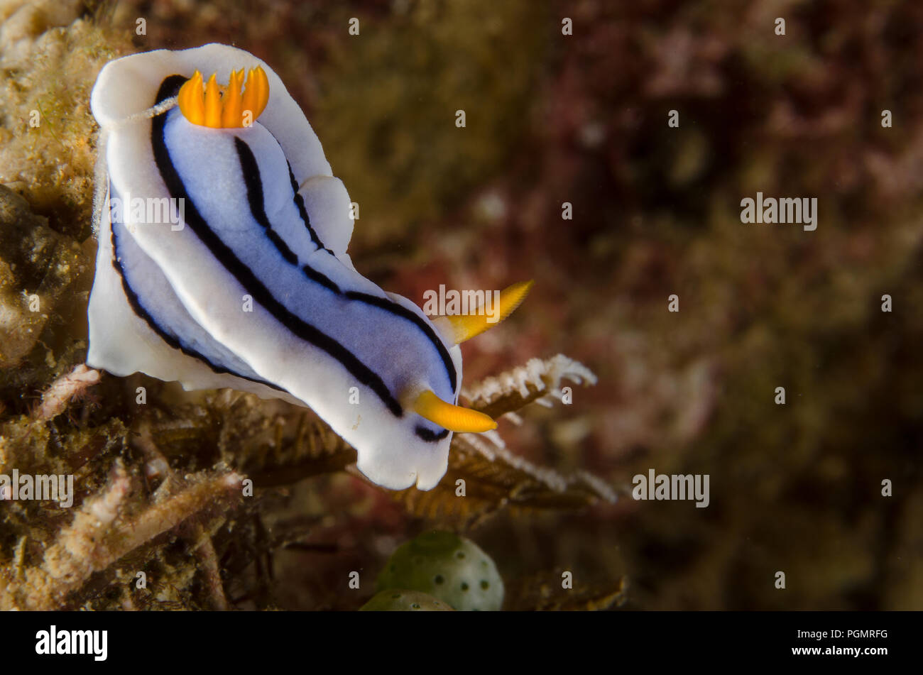 Sea Slug, Chromodoris lochi, Chromodorididae, Anilao, Batangas, Philippines, Philippine Sea, Pacific Ocean, Asia Stock Photo