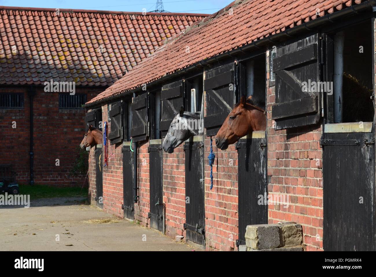 Horses in their stables, at an old, traditional farm in North Yorkshire