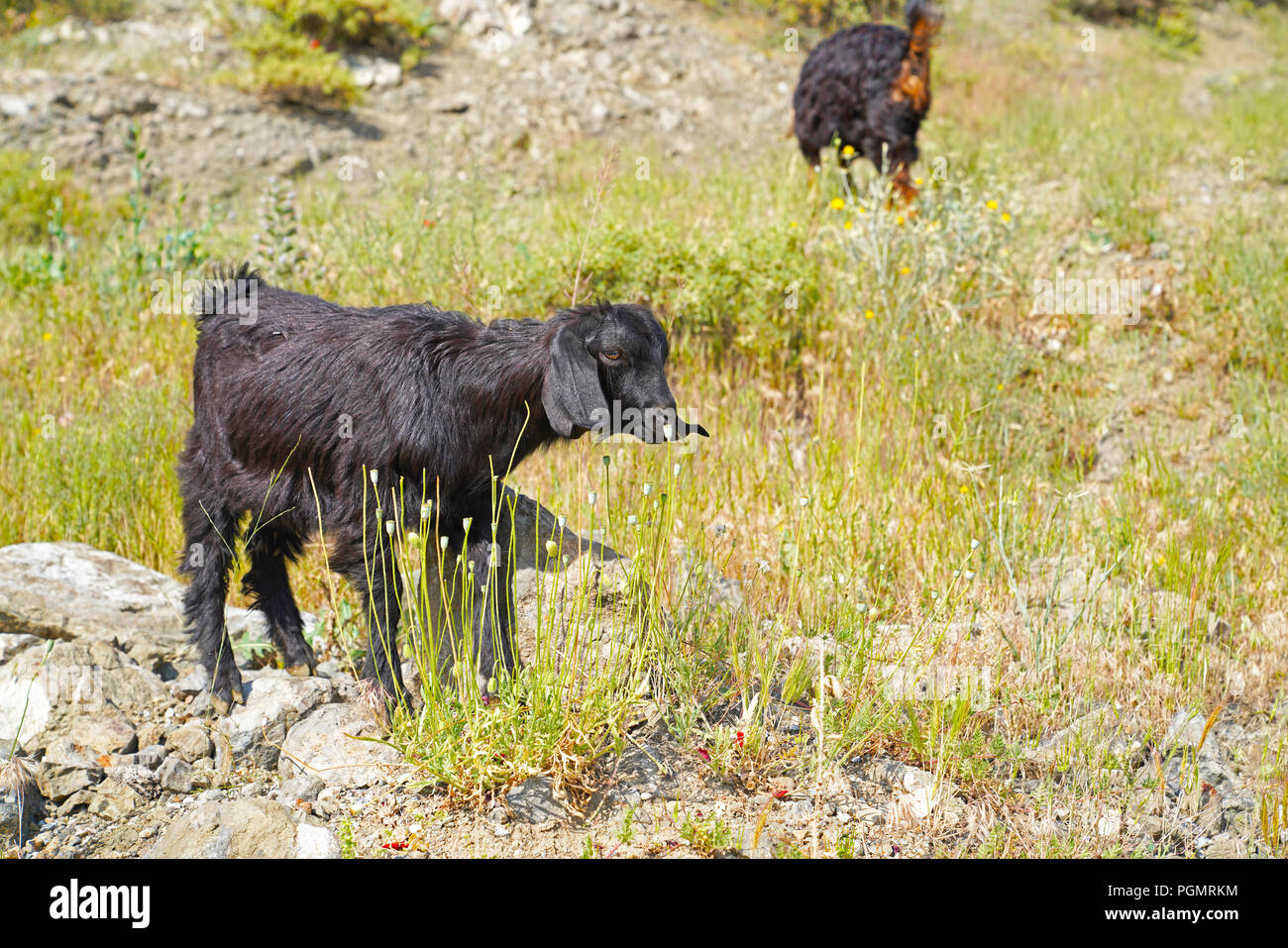 Cute long eared black goat kid on rocky pasture Stock Photo - Alamy