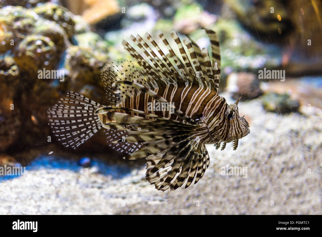 A Venomous Lionfish swimming in fish tank. It is a popular marine aquarium fish. The red lionfish, (Pterois volitans) is a venomous coral reef fish in Stock Photo