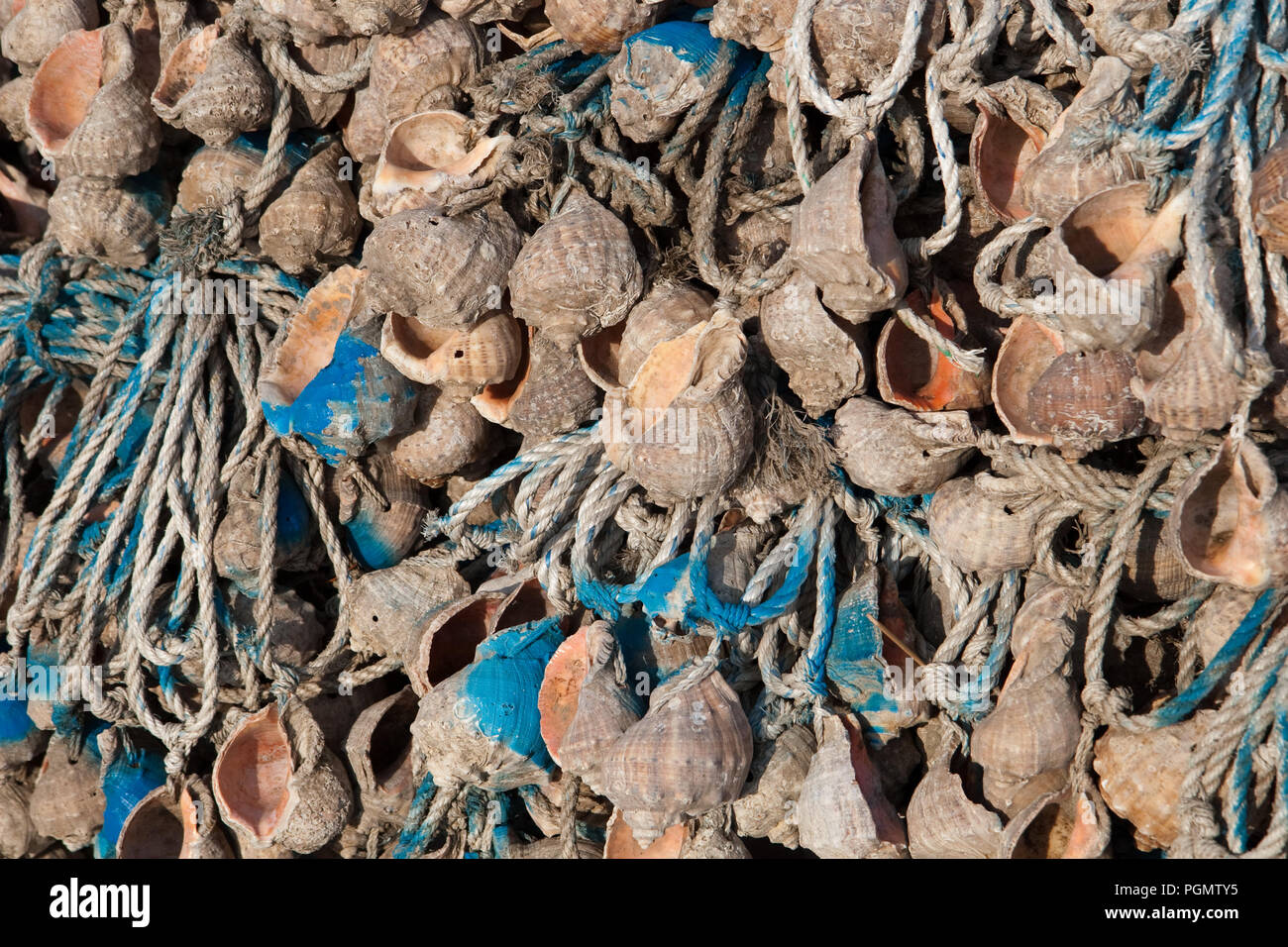 Seashell, fishing instrument to catch short arms octopus, Ohido ...