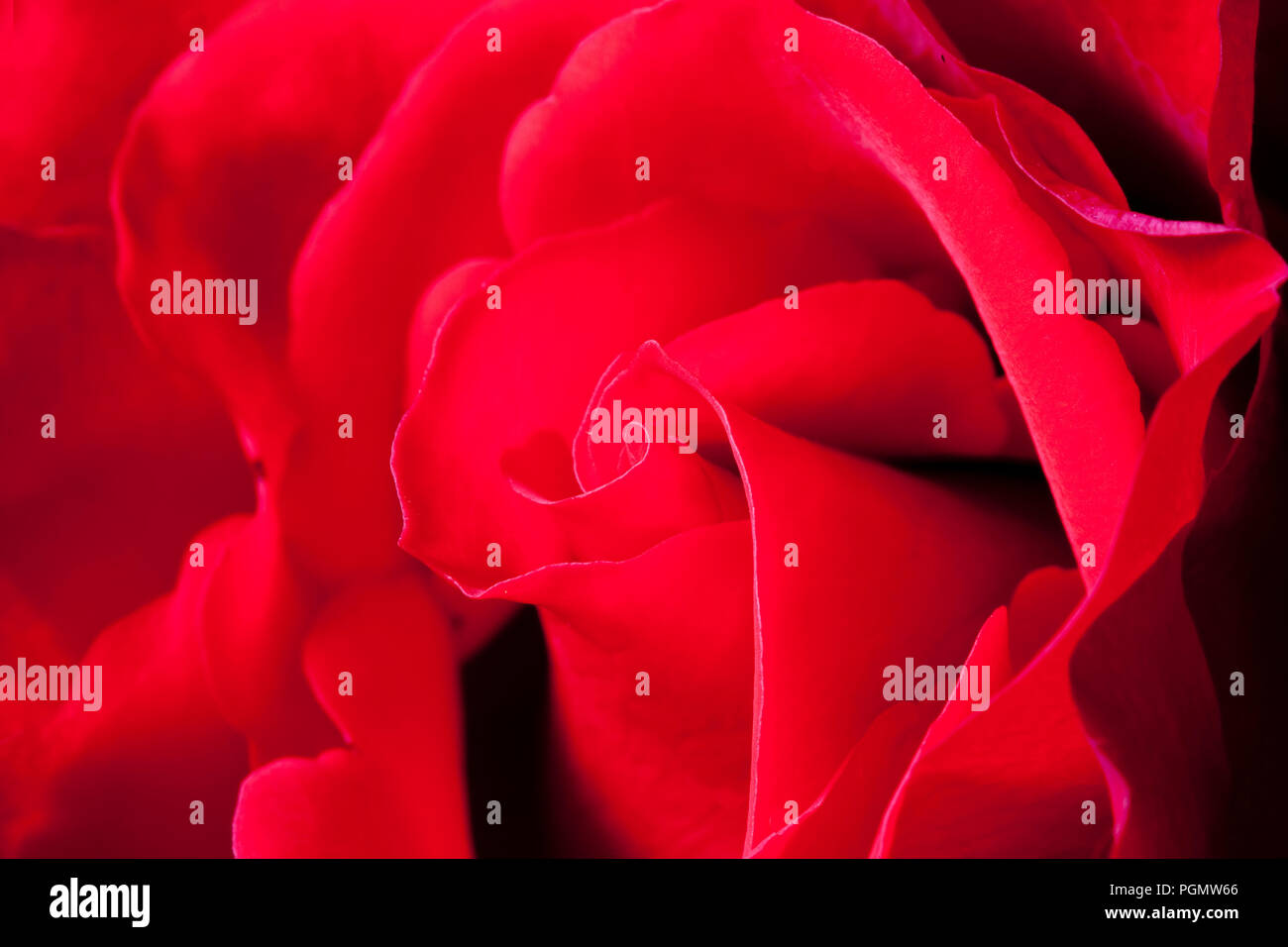 Close up of a red rose flower Stock Photo