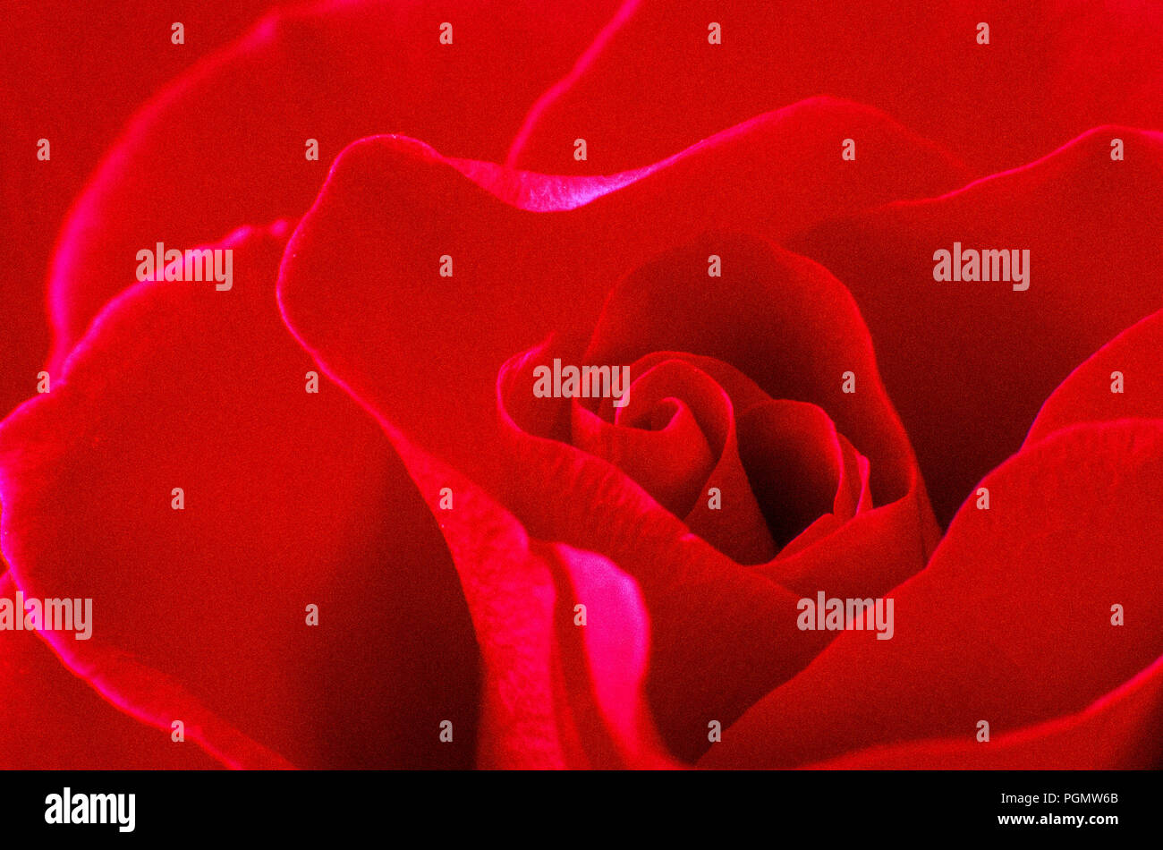 Close up of a red rose flower Stock Photo