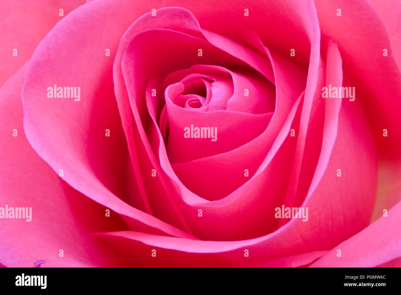 Close up of a pink rose flower Stock Photo