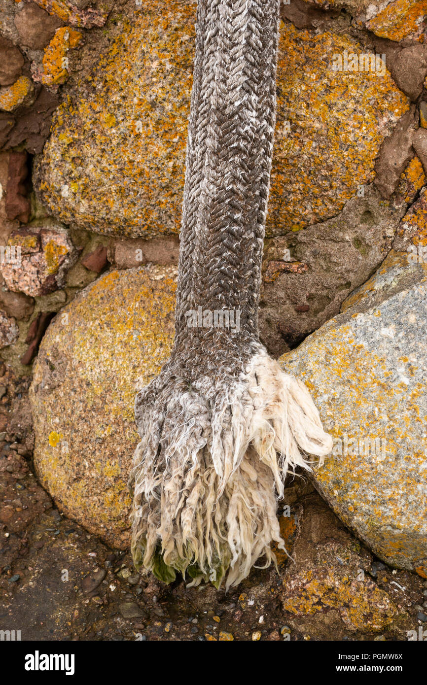 Old, frayed braided rope against a stone wall Stock Photo