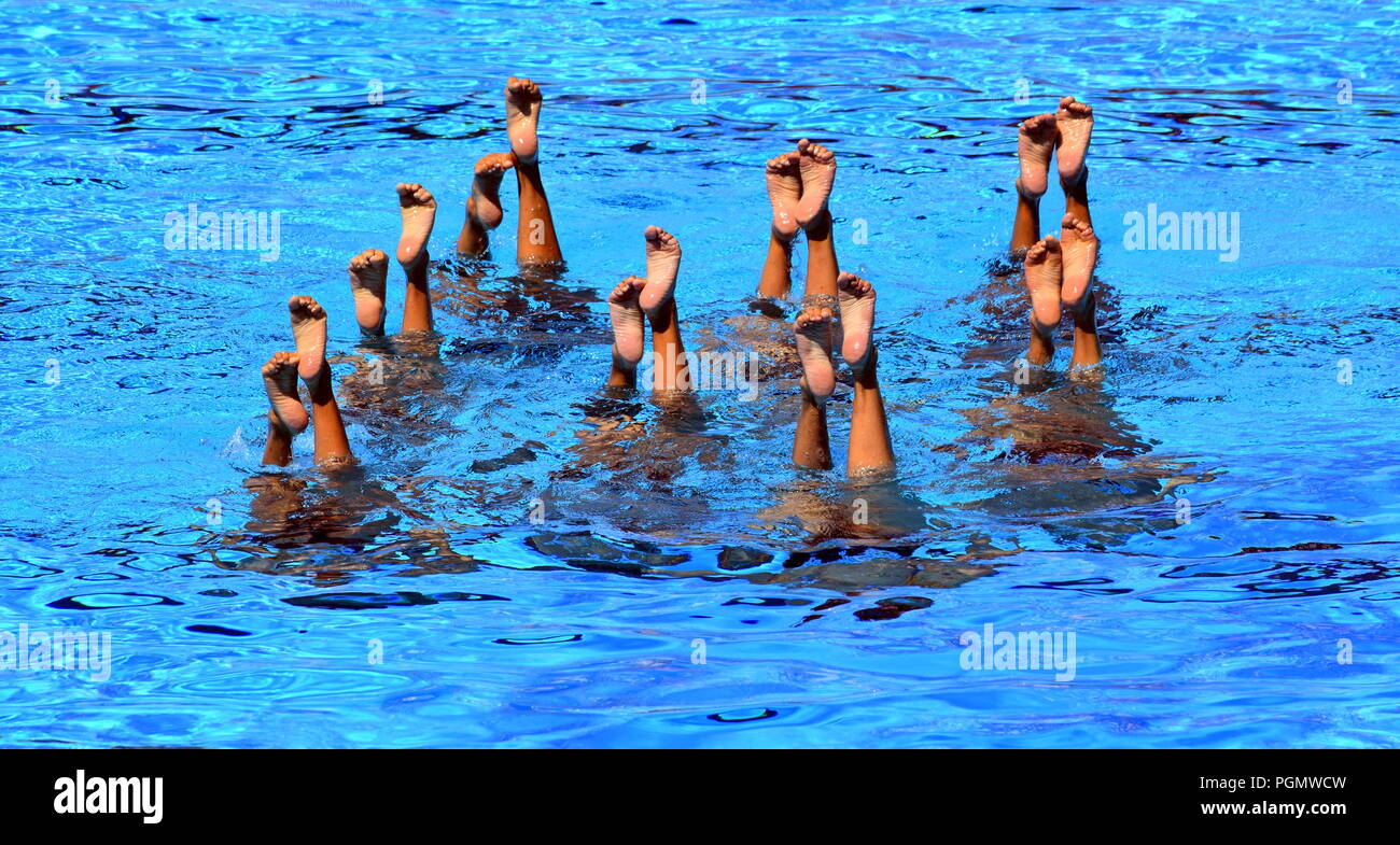 Synchronized Swimmers point up out of the water in action. Synchronized