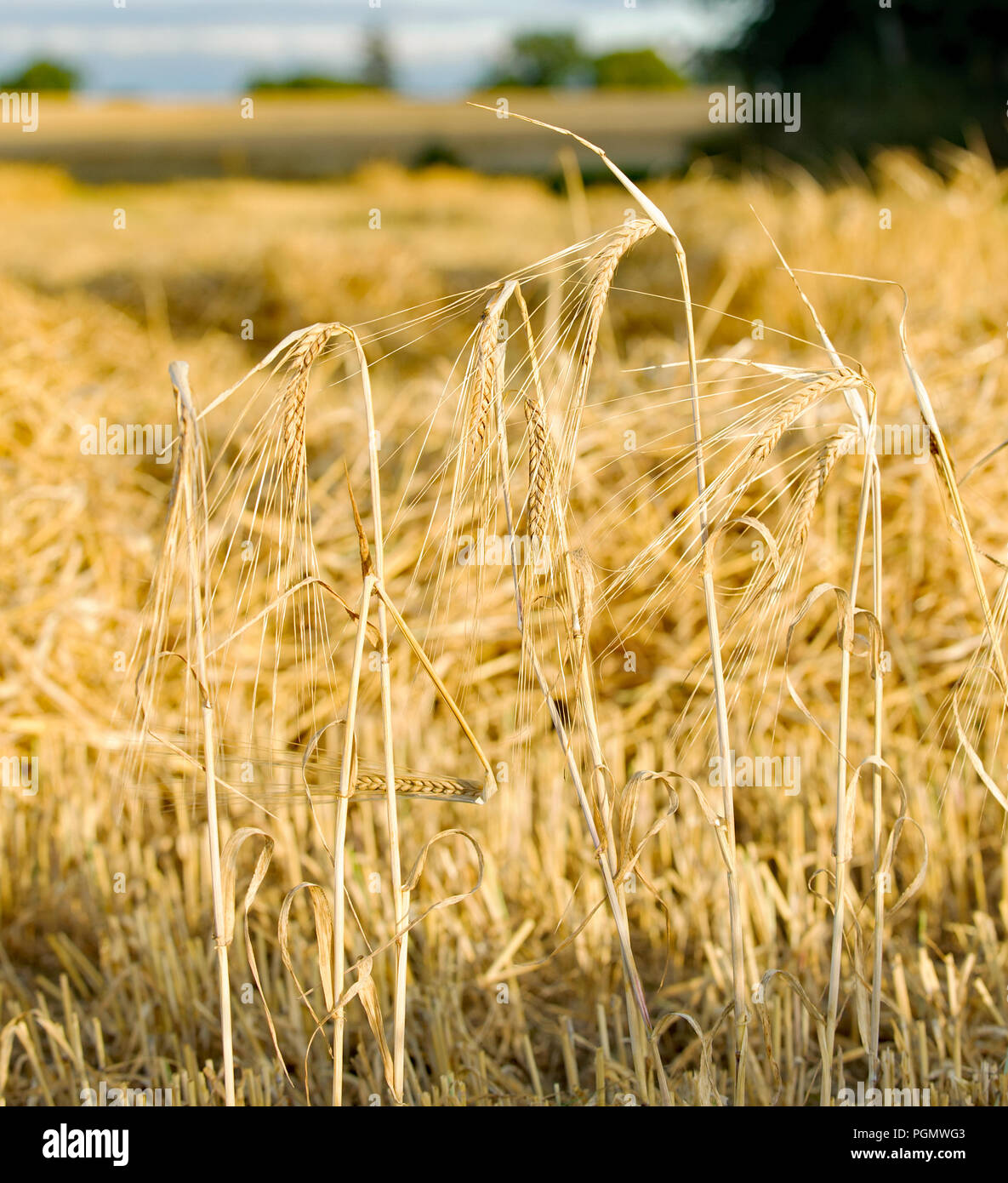 Golden Barley Fields on a sunny day Stock Photo