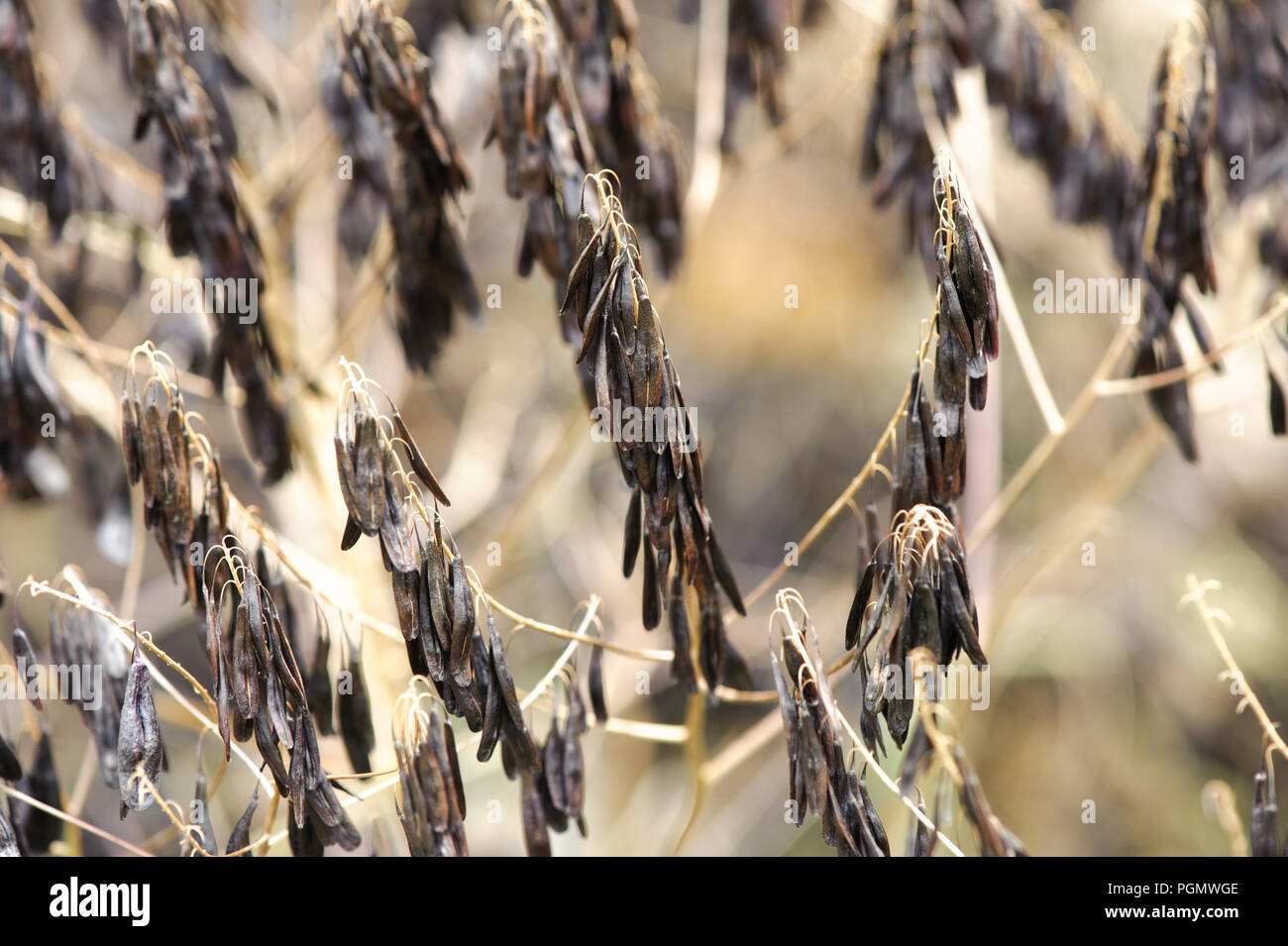 Isatis tinctoria or woad is a  growing plant in Ireland (family Brassicaceae) Stock Photo