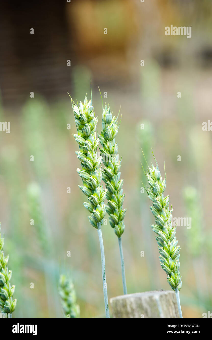 Wheat growing in Ireland, Agricultures Wheat Poaceae Triticum Aestivum Stock Photo