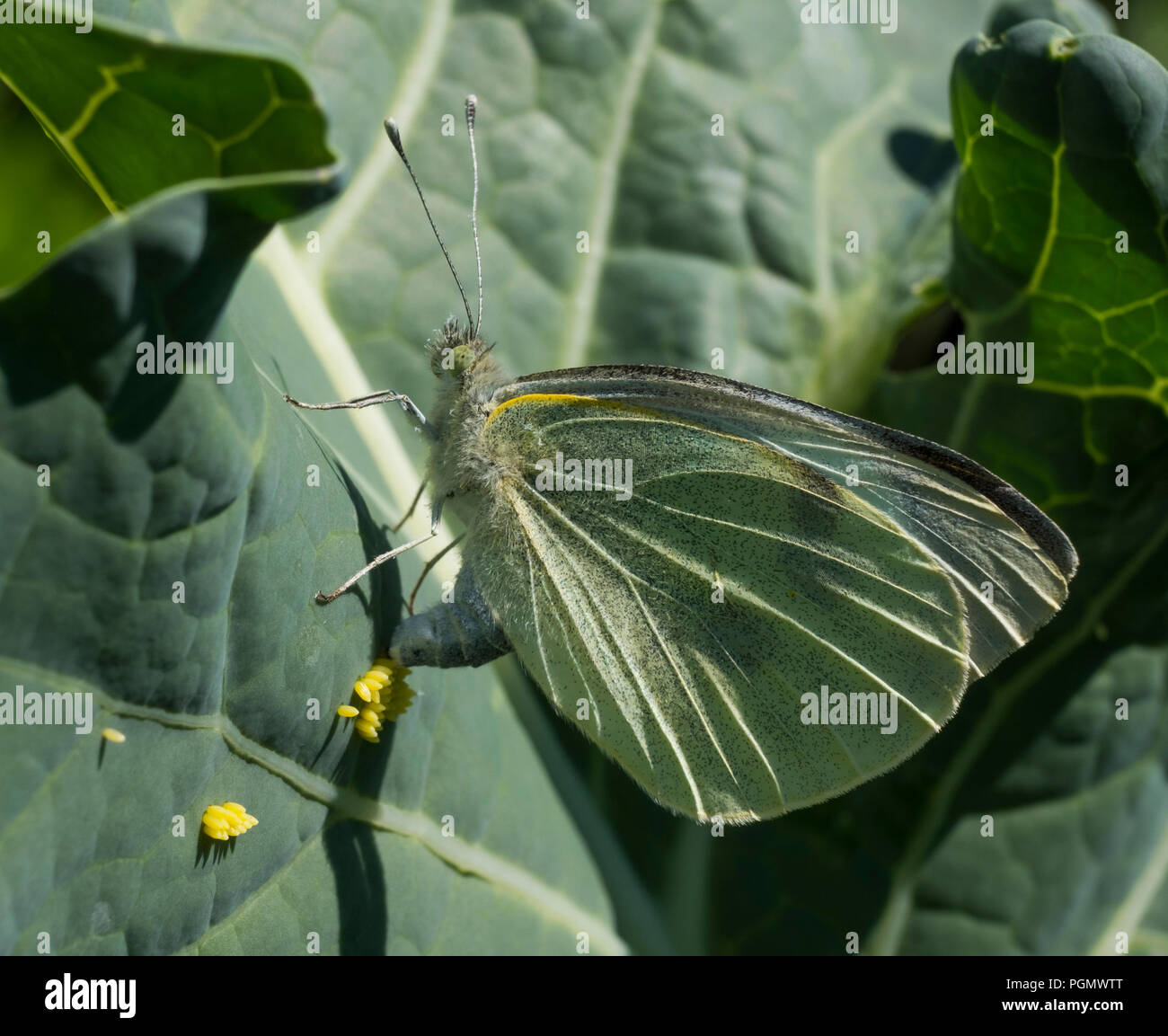 Large White butterfly laying eggs on brassica leaf, Shropshire, England, UK Stock Photo Alamy