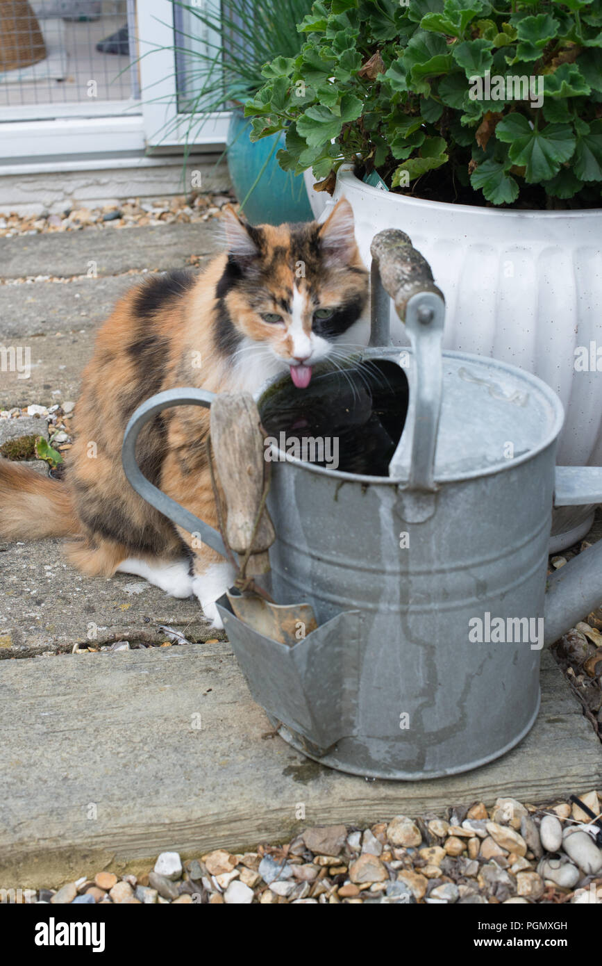 A Turkish Angora cat aged 14 drinking from a zinc watering can in a private garden in Sussex, UK. Stock Photo