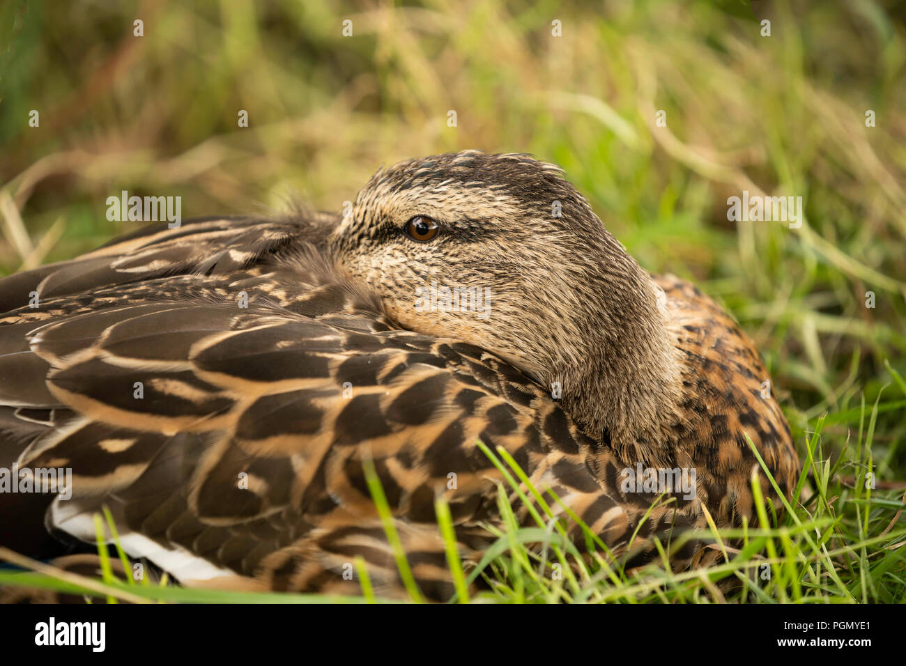 Female Mallard Duck resting but very wary, Valley Gardens, Harrogate, North Yorkshire, England, UK. Stock Photo