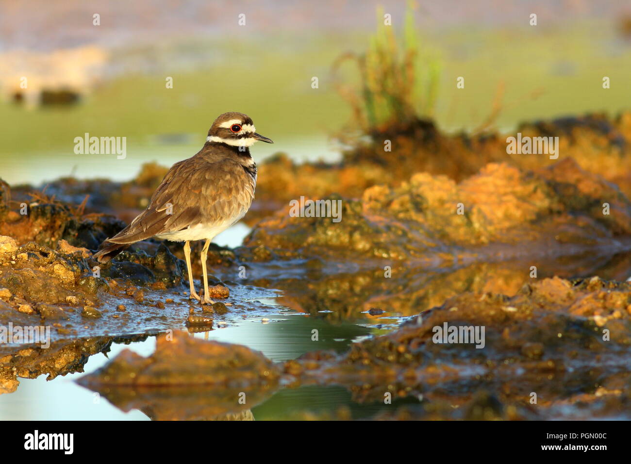 Killdeer, bird of the plover family standing in coastal wetland in Varadero, Cuba Stock Photo