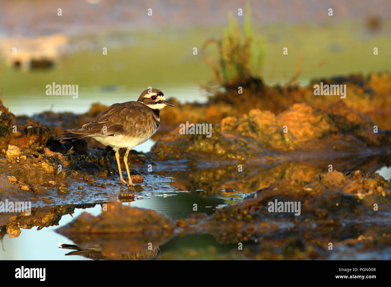 Killdeer, bird of the plover family standing in coastal wetland in Varadero, Cuba Stock Photo