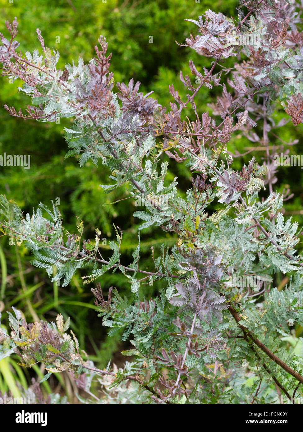Feathery bronze and silvery foliage of the half hardy Cootamundra wattle, Acacia baileyana 'Purpurea' Stock Photo