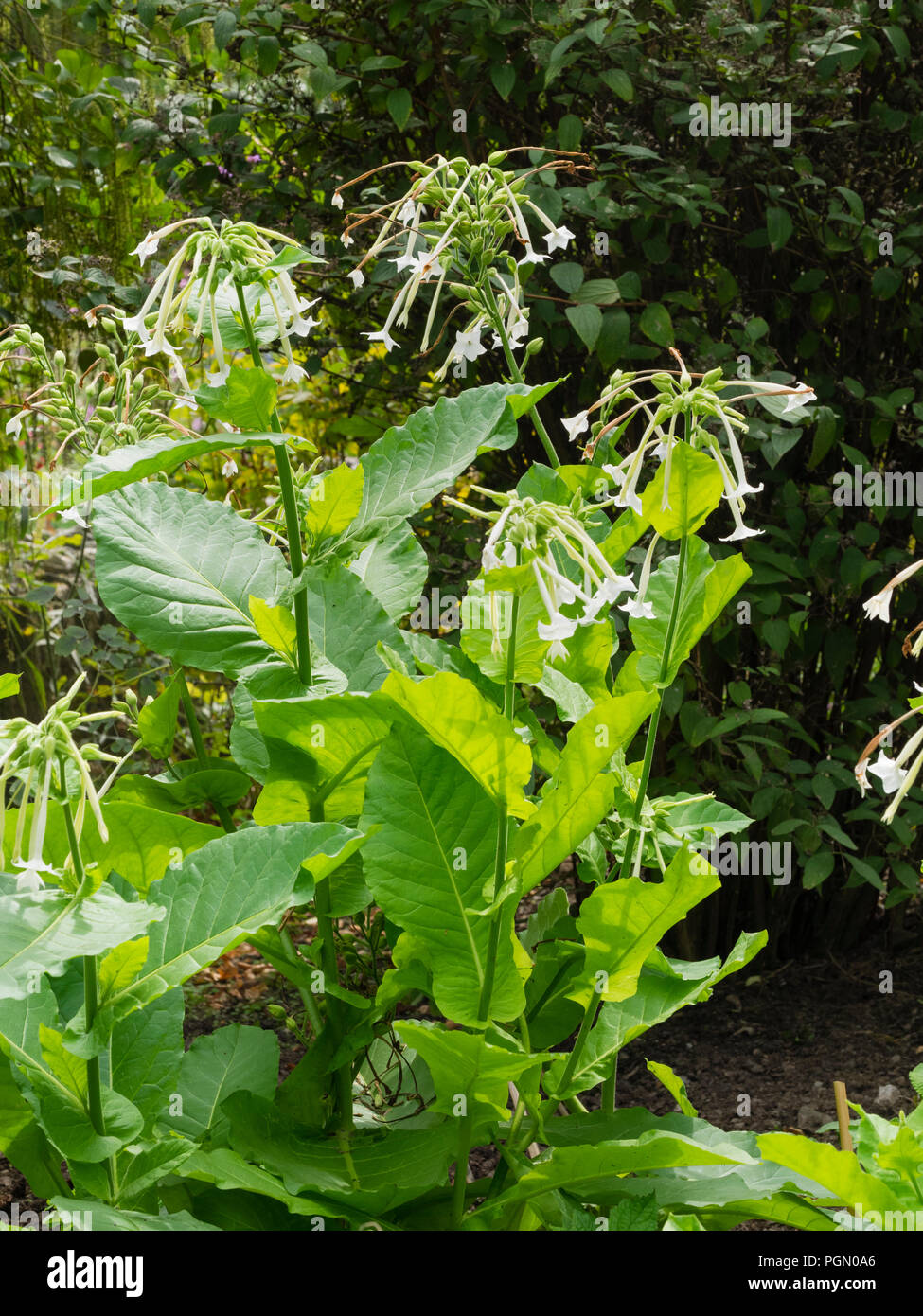 Scented, tubular white flowers of the tender biennial tobacco plant, Nicotiana sylvestris Stock Photo