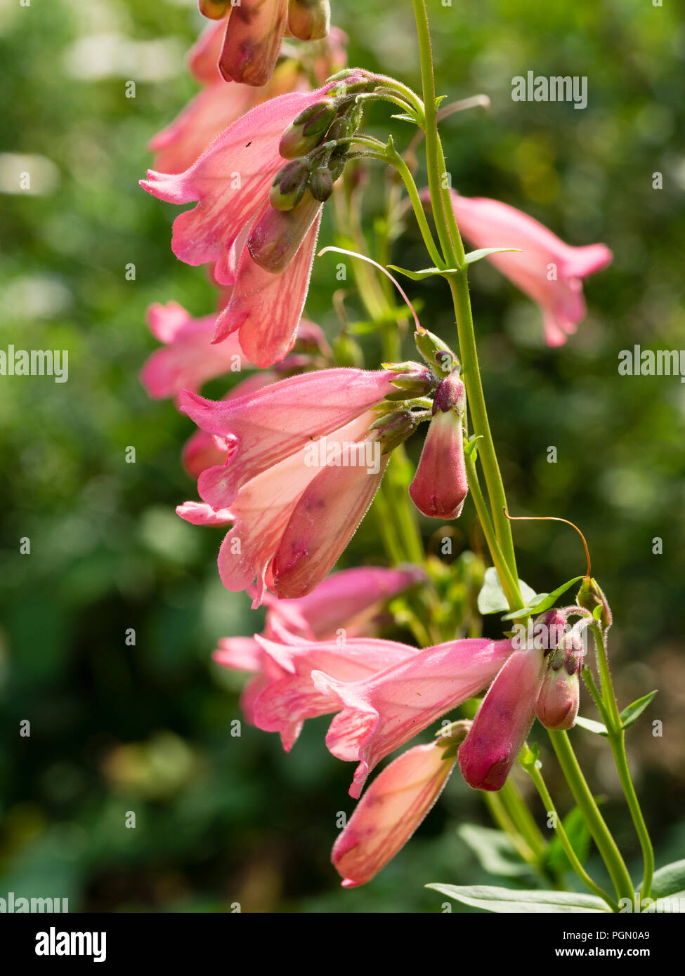 Tubular pink flowers of the summer blooming evergreen perennial sub shrub, Penstemon 'Hidcote Pink' Stock Photo