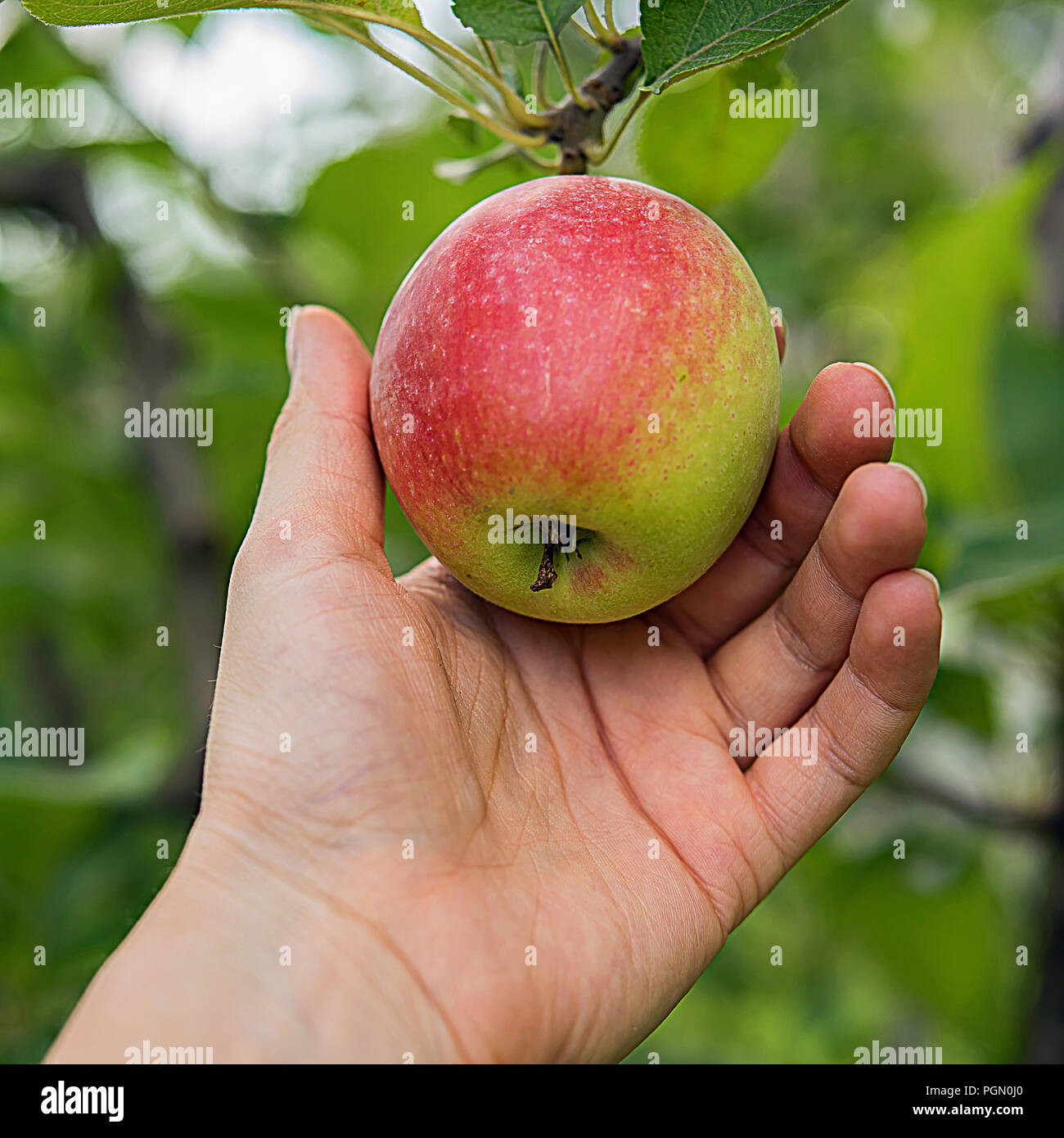 Square image of farmer's hand holding fresh red side apple. Sweet fruit is surrounded by leaves and tree branches. Autumn or summer harvest time and h Stock Photo