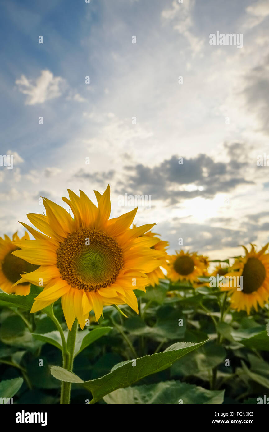 Sunflower field at sunset with blue cloudy sky in background Stock ...