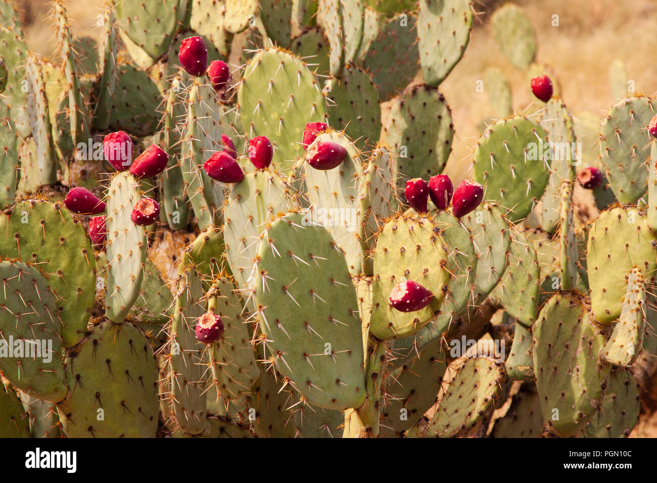 Prickly Pear Cactus Arizona High Resolution Stock Photography And Images Alamy