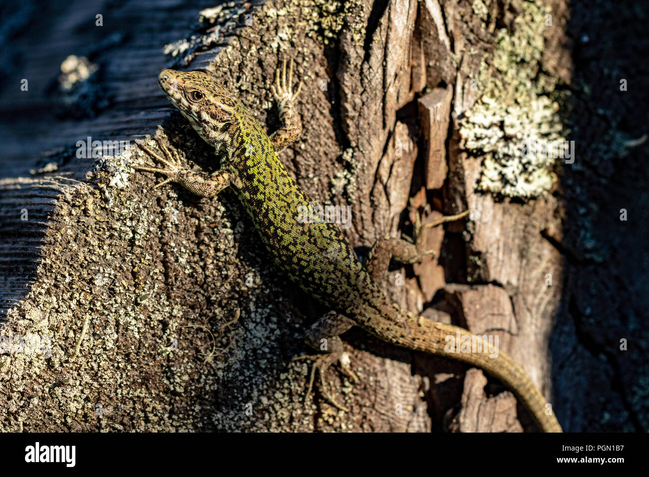 Invasive European Wall Lizard (Podarcis muralis) Brentwood Bay, Saanich Peninsula, Vancouver Island, British Columbia, Canada Stock Photo