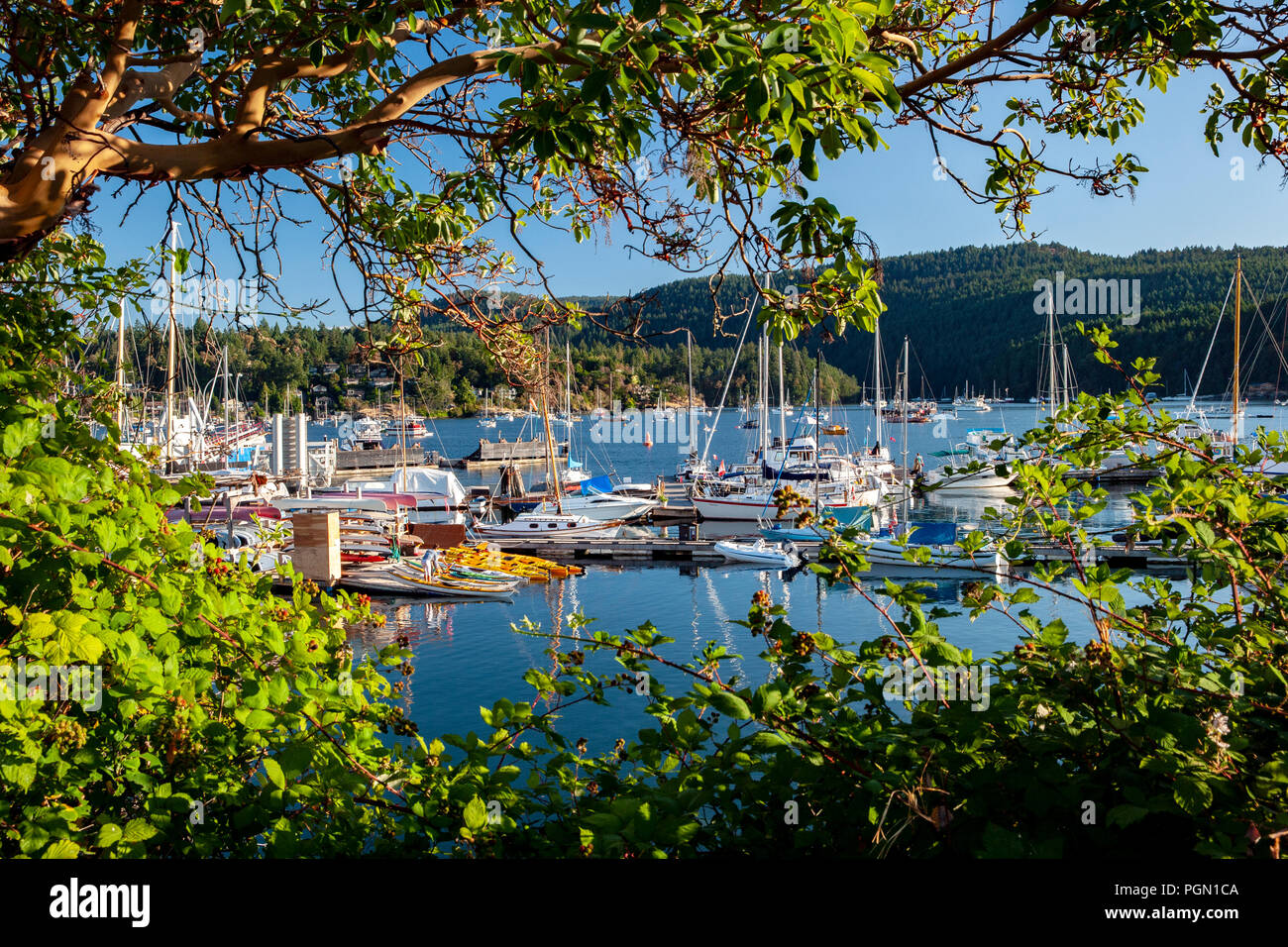 Marina in Brentwood Bay, Saanich Peninsula, Vancouver Island, British