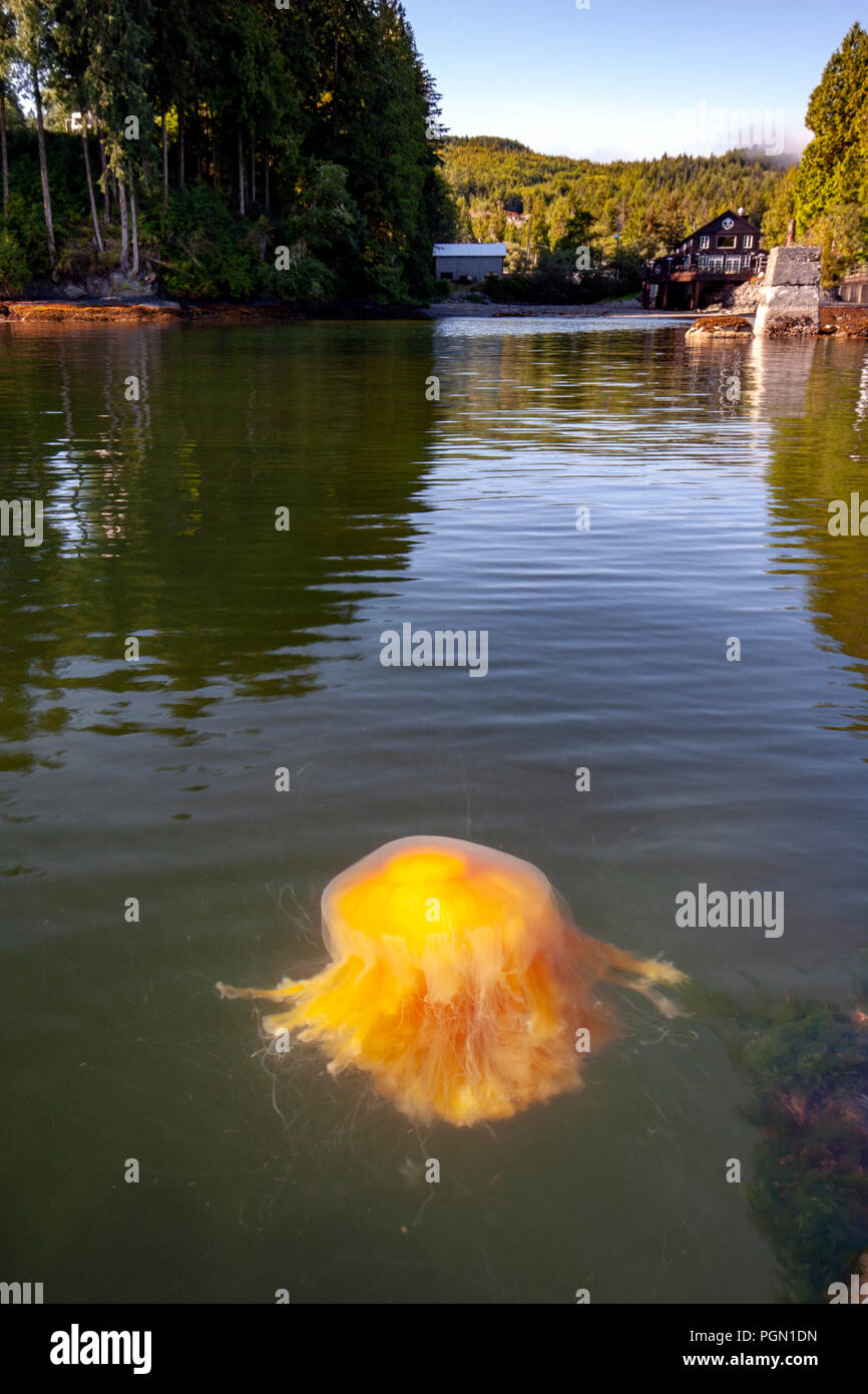 Lion's mane jellyfish (Cyanea capillata) - Port Renfrew, Vancouver Island, British Columbia, Canada Stock Photo