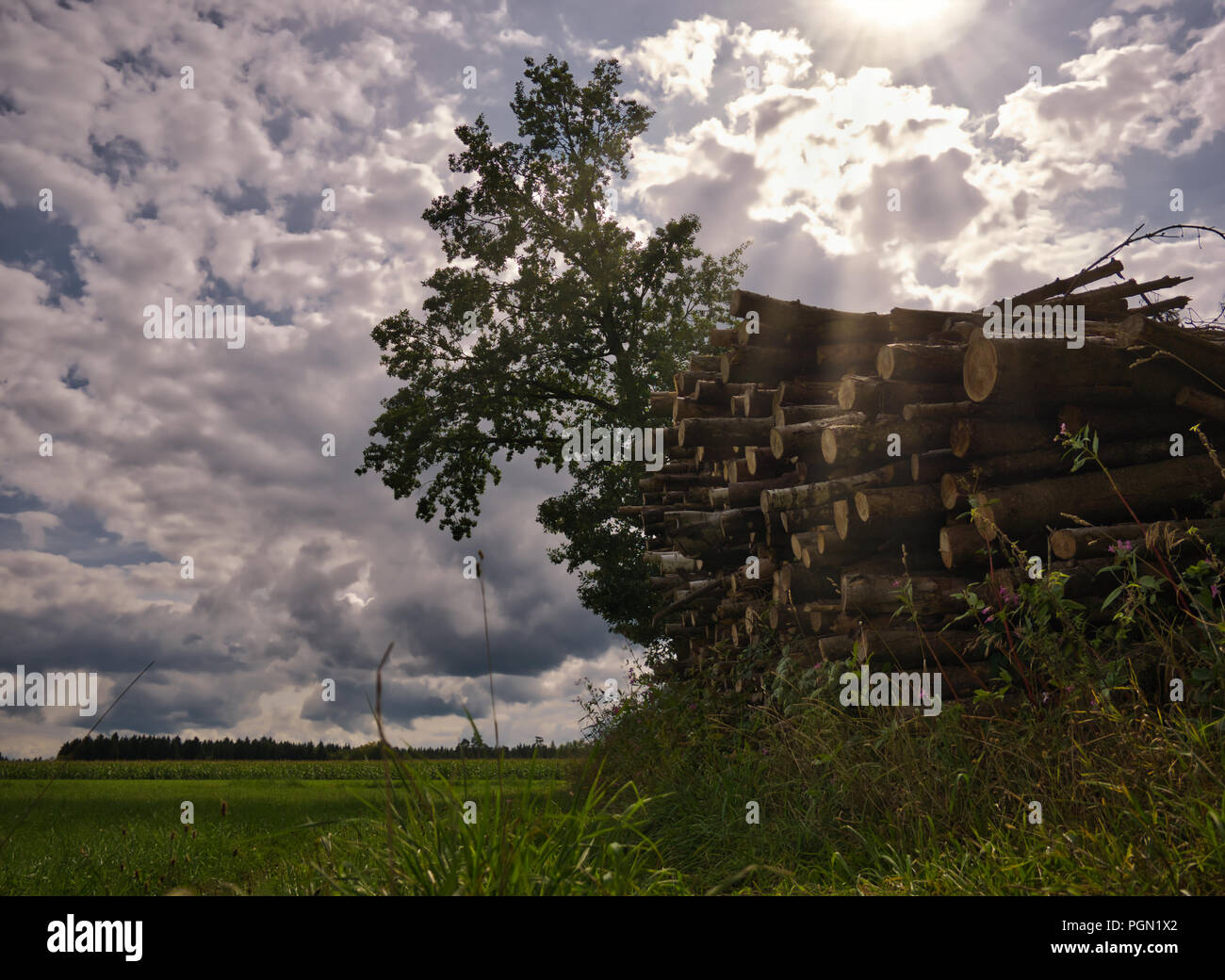 Stacked trees at a meadow with sunbeams and gray clouds Stock Photo