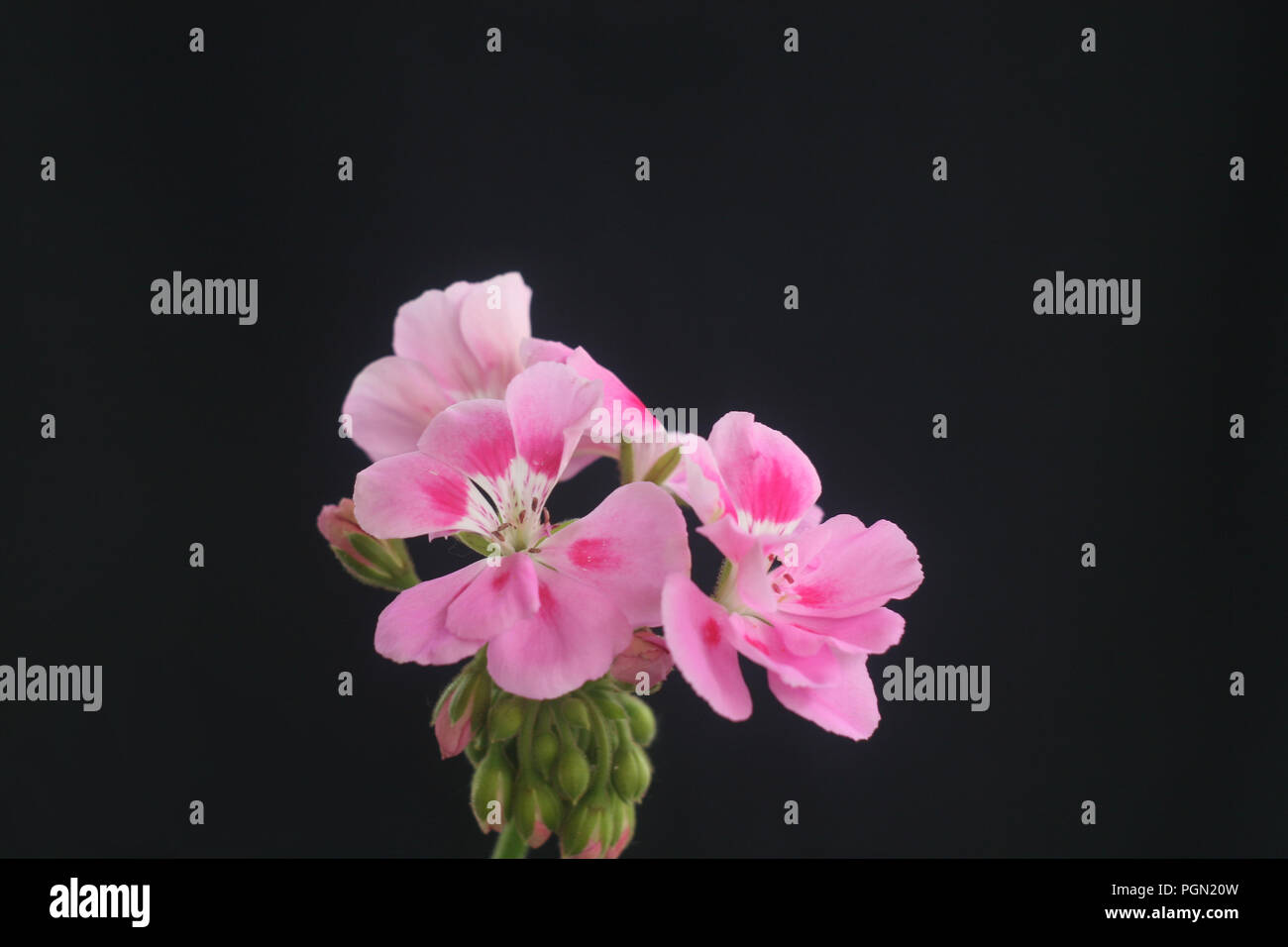 Pink Purple Pelargonium Standing Black Background Stock Photo