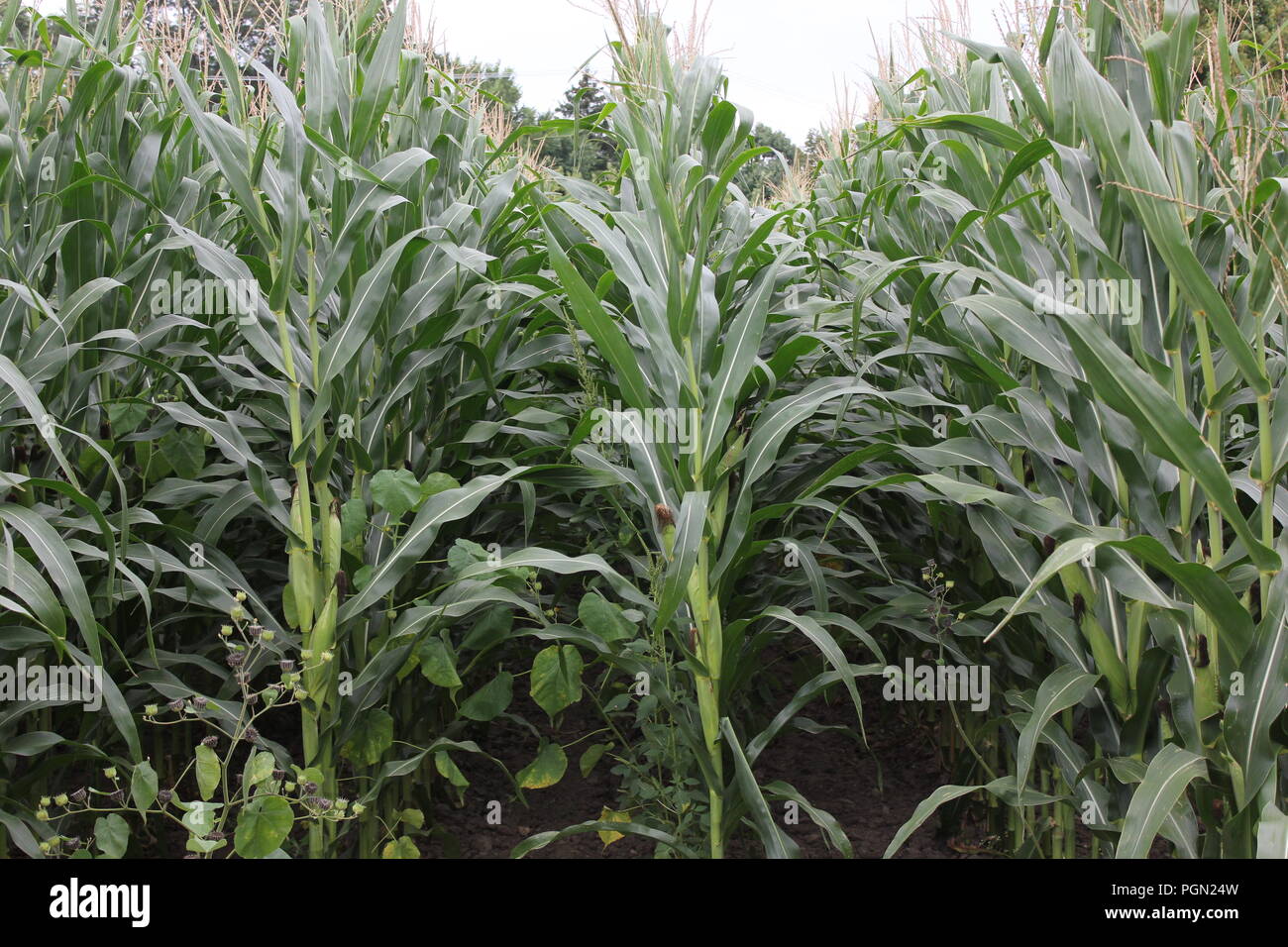 Carefully cultivated corn maize field on a sunny summer day Stock Photo ...